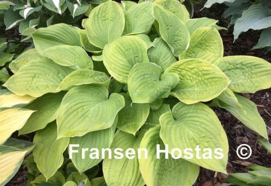 Hosta Watermark